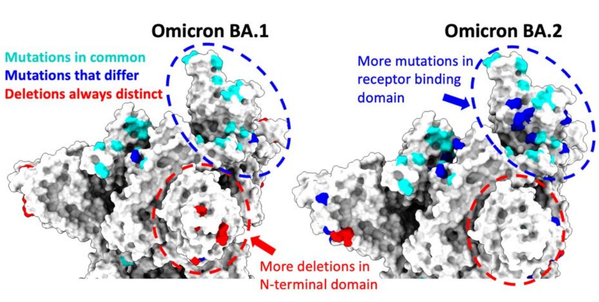 Unterschiede der Omikron-Varianten BA.1 und BA.2