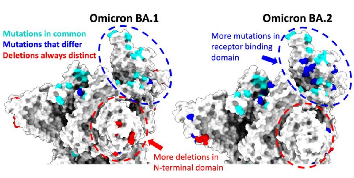 Copyright Titelbild: Ulrich Elling, ÖAW, IMBA - Institute of Molecular Biotechnology